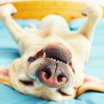 Facts About Dogs Health